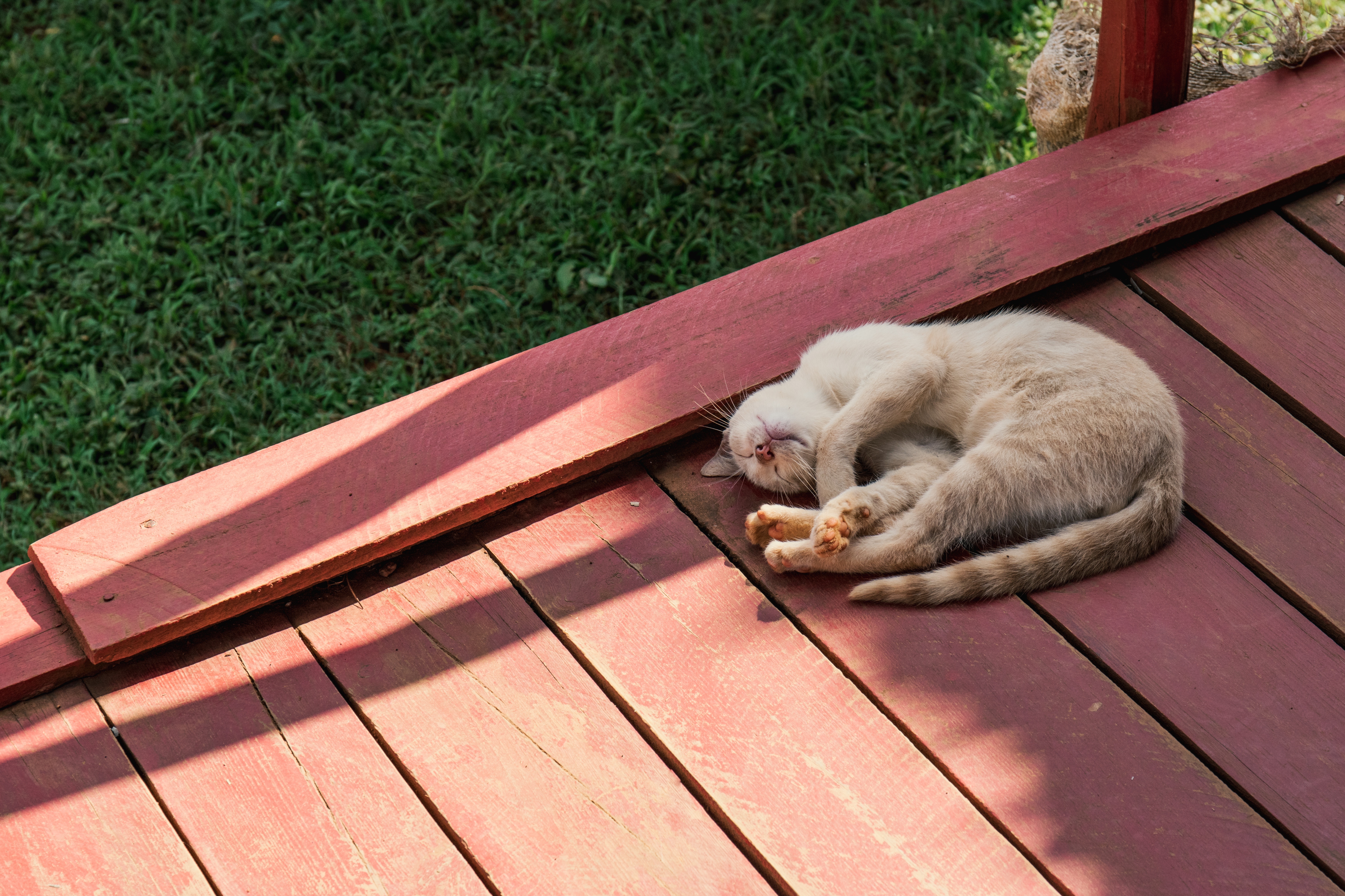 cat lying on old wood deck